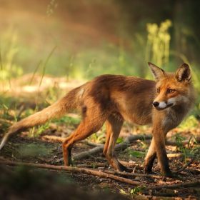 Fox on the summer forest