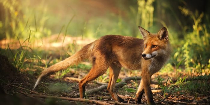 Fox on the summer forest