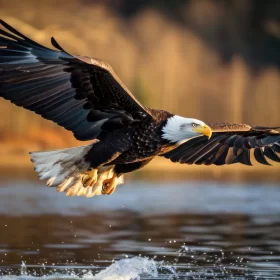 closeup-bald-eagle-taking-flight