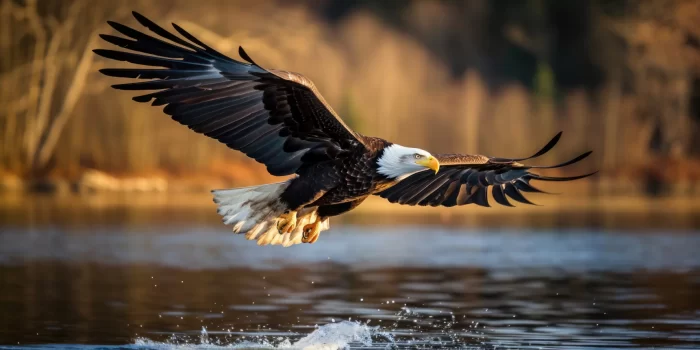 closeup-bald-eagle-taking-flight
