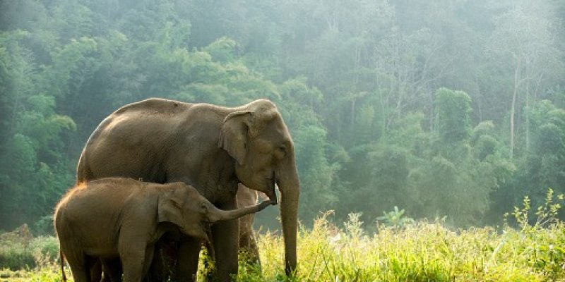 Elephant family wildlife walking through the meadow in the morning.