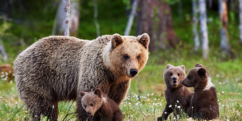 Brown mother bear protecting her cubs in a Finnish forest