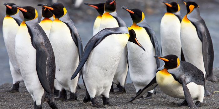 pinguinos